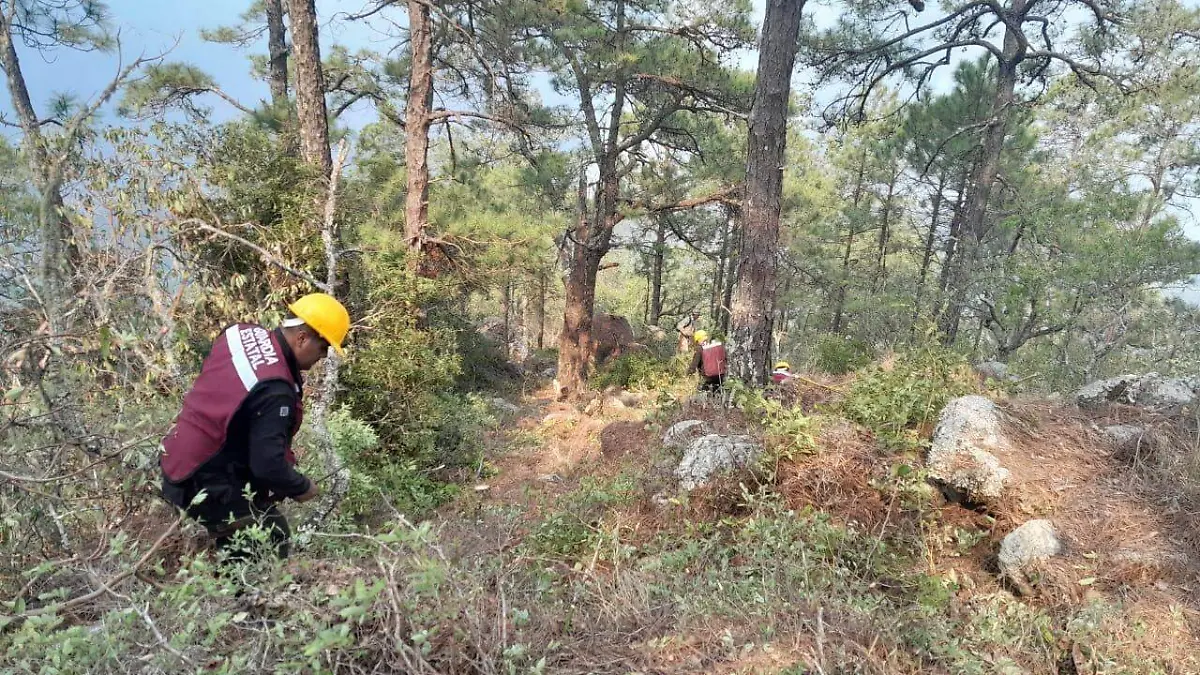 Se queman más de 2 mil hectáreas en Tamaulipas